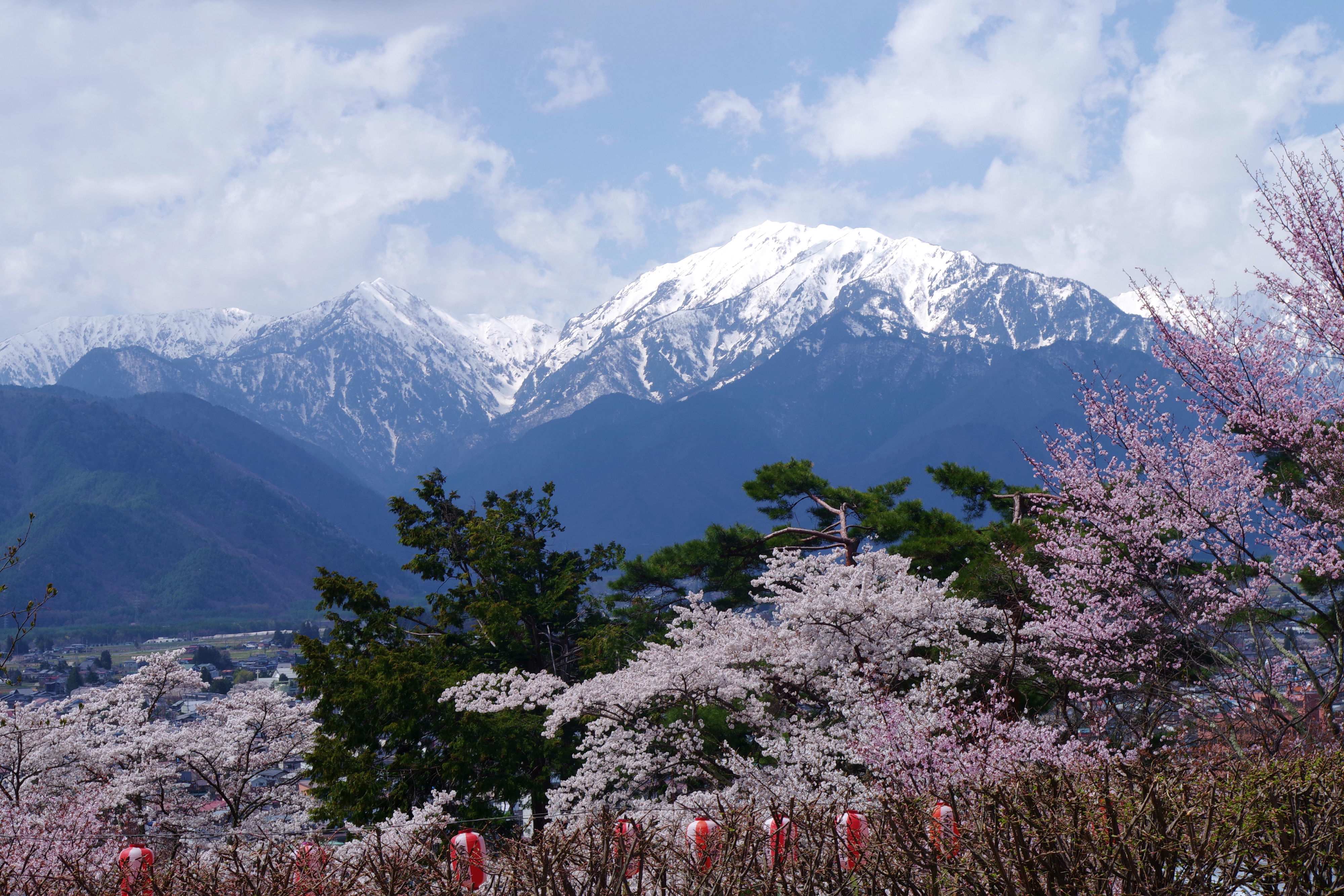 🌸 쇼카와자쿠라 공원(쇼카와자쿠라 코엔) 이미지 10